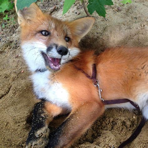 And Other Animals — SAND!!! Woody the Fox