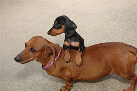 Mini Black Dachshund Puppies