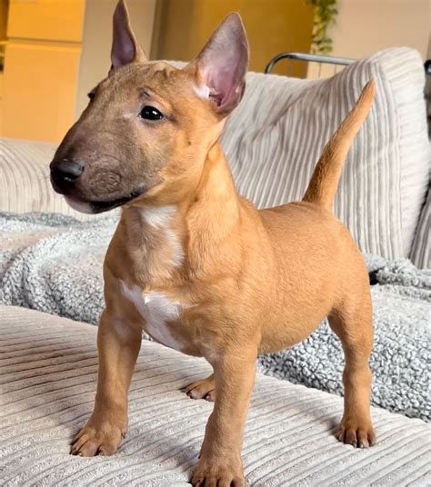 Bean (Male) – Africanis Paws