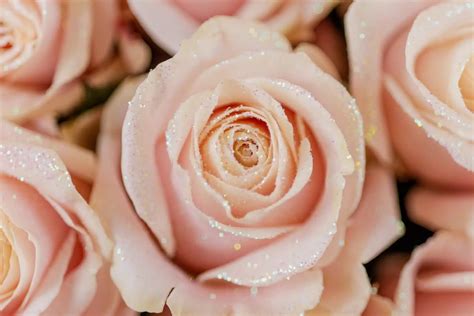 Glitter Roses | Sparkling Rose Bouquets – Daily Flowers