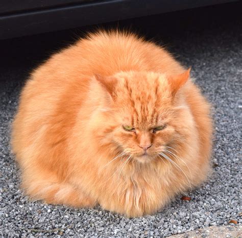 Free Images : animal, pet, fur, relax, kitten, whiskers, vertebrate ...