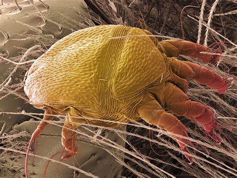 Bee mite, SEM - Stock Image - Z445/0373 - Science Photo Library