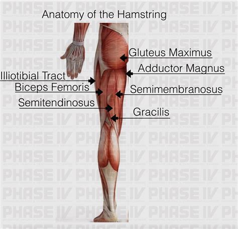 HAMSTRING