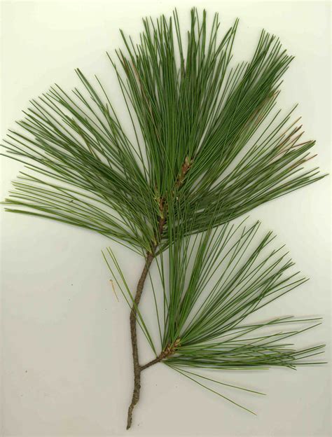 What Is A Pine Tree Leaves at Thomas Michie blog