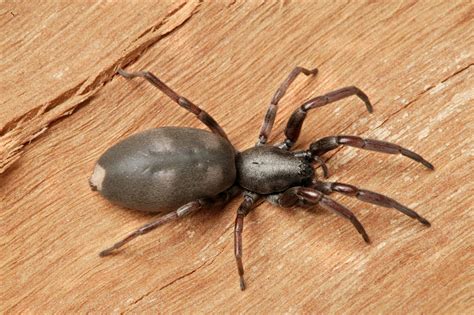 10 Most Venomous Spiders In Australia You Should Know About