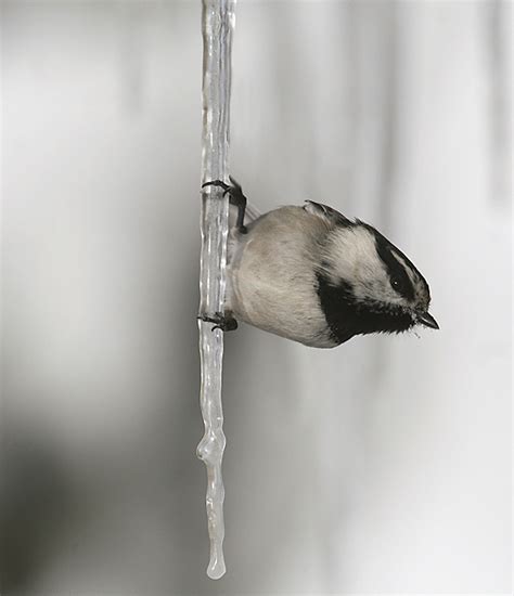 Wildlife have several strategies to endure Lake Tahoe’s winters – TahoeMagazine