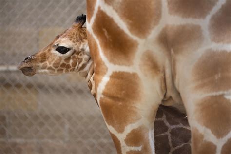 Down Syndrome Giraffe