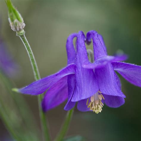 Columbine (Aquilegia) Flower, Leaf, Care, Uses - PictureThis