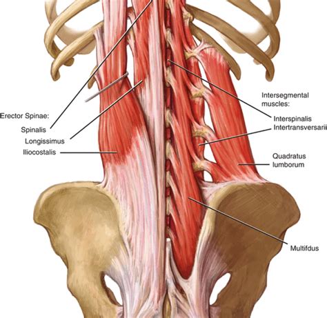 Quadratus Lumborum Function Quadratus Lumborum (QL) | Low Back Pain