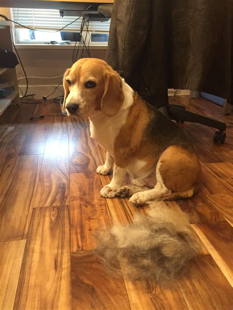 Does Beagle Shed