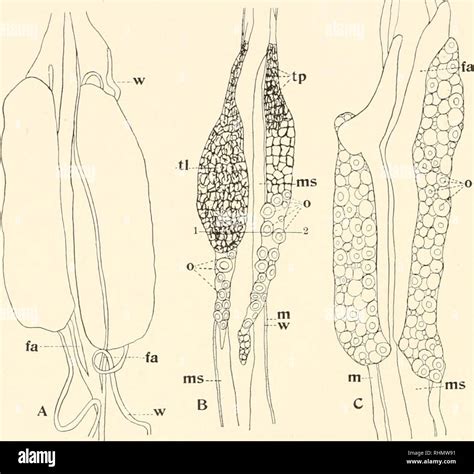Hermaphroditism hi-res stock photography and images - Alamy