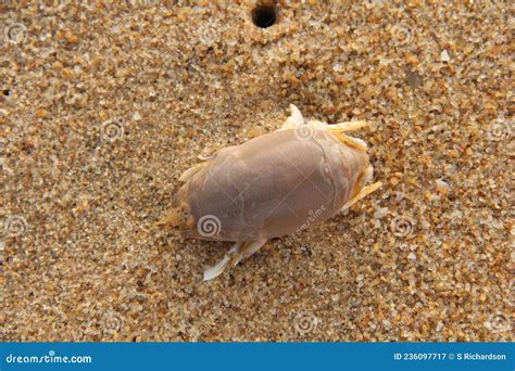 Sand crab at Muttukadu stock image. Image of small, feeding - 236097717