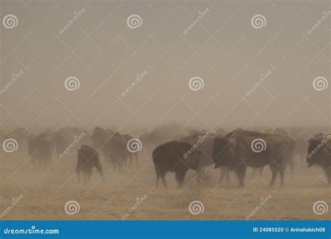 High Low Buffalo Stock Photos - Free & Royalty-Free Stock Photos from ...
