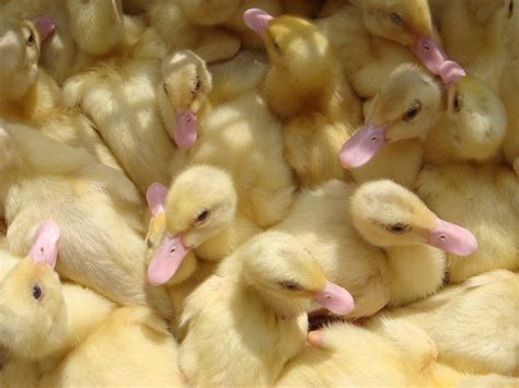Photograph Chicks Baby Ducks Fluffy Yellow Cute Babies Animals Portugal ...