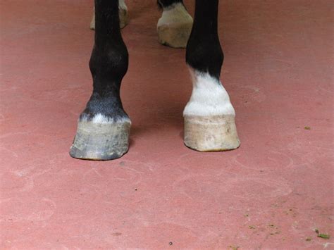 Image:Pastern osteoarthritis (ringbone), horse-Merck Veterinary Manual