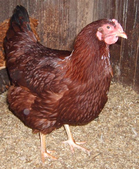 Rhode Island Red Chicken Temperament at Wilma Starr blog