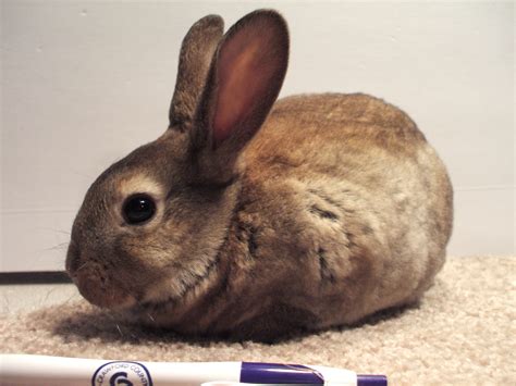 Mini Rex Bunnies – March 2020 | FurFoxy Rabbits