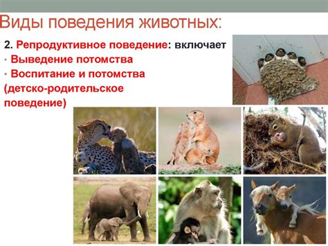 Предмет зоопсихологии и науки, изучающие поведение животных ...