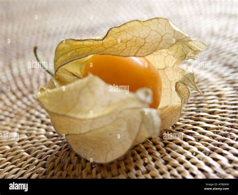Cape gooseberry (Physalis peruviana Stock Photo - Alamy