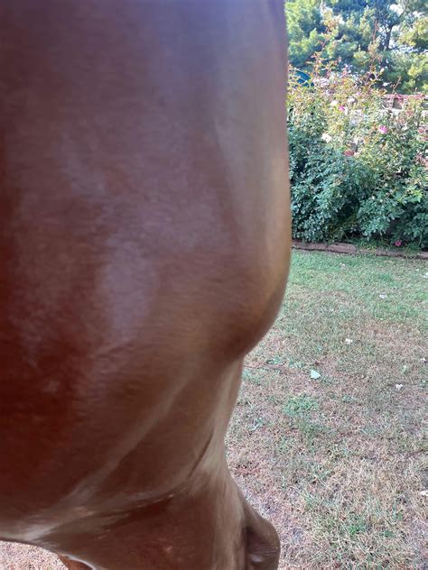 Liver Chestnut Horse Characteristics Genetics Skin Health | Draw It Ou ...