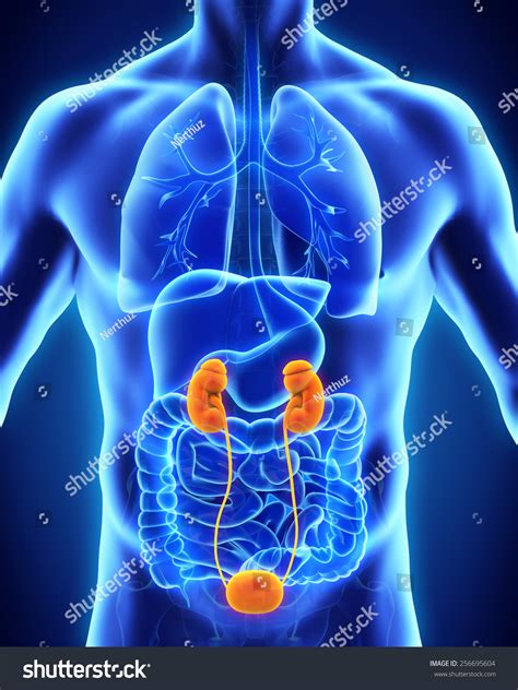 Human Kidneys Anatomy Stock Photo 256695604 : Shutterstock