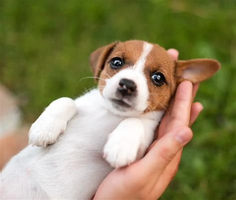 Angular Limb Deformity in Dogs: Puppy Bowed Legs