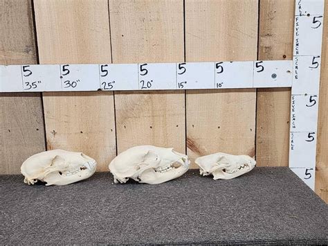 2 Black Bear & 1 Coyote Skulls Taxidermy Auction