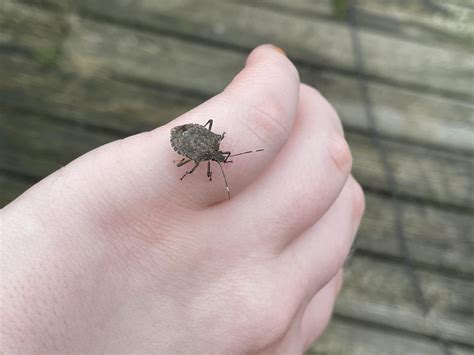 Stink Bug Eggs on Sheets? Here’s What to Know