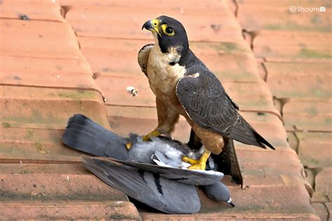 Peregrine Falcon (Shaheen) - eBird