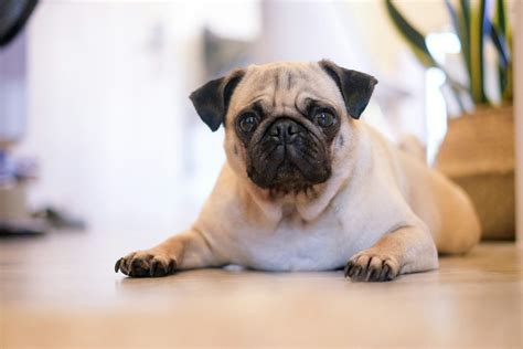 Pug BOAS Surgery: Exploring the Impact on Pug Health