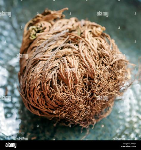 Dino plant rose of jericho hi-res stock photography and images - Alamy