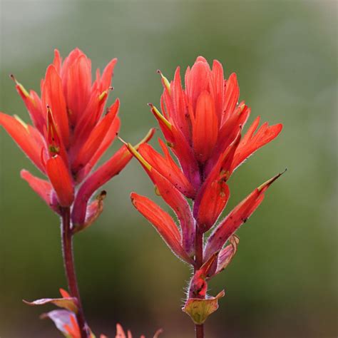 Indian Paintbrush Flower Uses at Ray Watterson blog