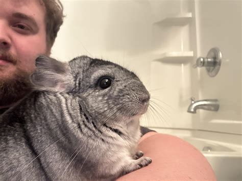 Quick pose during out time. Photogenic Juniper : r/chinchilla