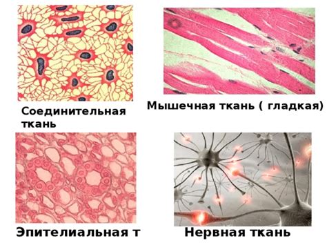 Основы гистологии.Ткани - Прочее - Презентации - СУЗ