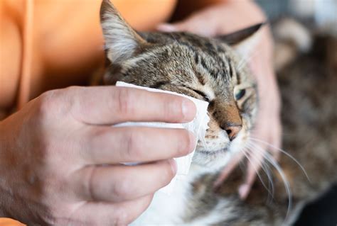 Understanding Cat Eye Boogers: Causes and Solutions