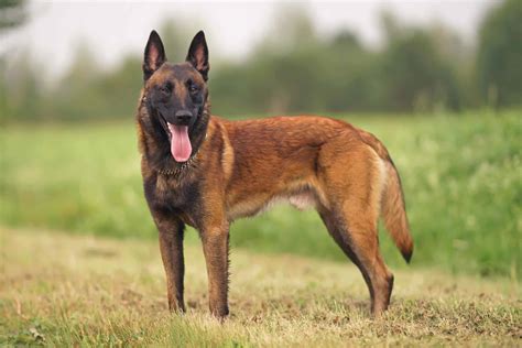 Belgian Malinois Military Dogs
