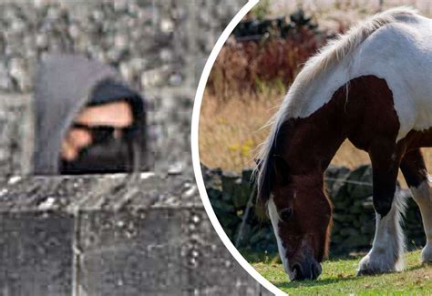 Guy Has Sex With A Horse