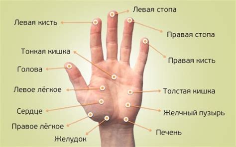 Точки на теле для похудения живота, боков, бедер. Акупунктура тела ...