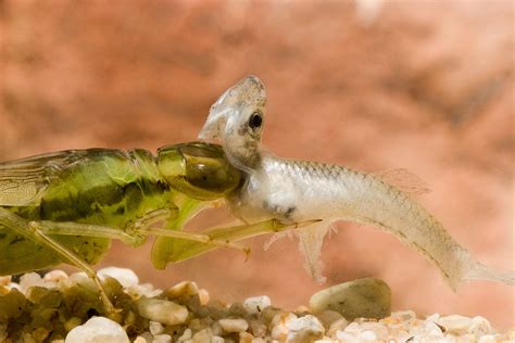 What Fish Eat Dragonfly Larvae In Your Garden Pond?