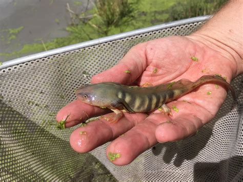 Tiger Salamander Larvae