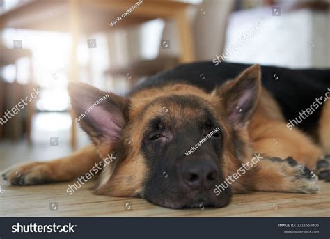 German Shepherd Dog Sleep On Floor Stock Photo 2211559405 | Shutterstock