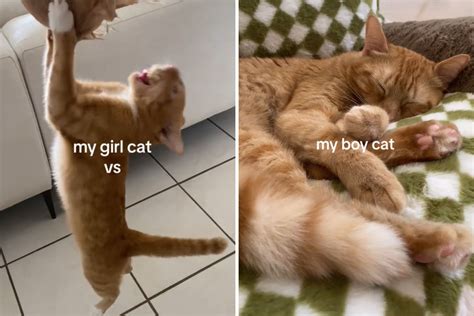 Boy Vs Girl Cat