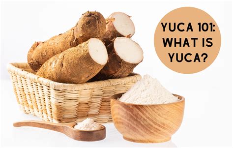 Yuca In English Pan De Yuca Or Cheese Bread