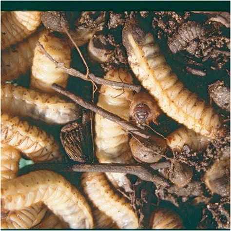 The Spiritual Meaning Of Maggots In House - Insight state