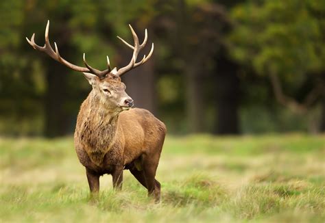 Photography - The British Deer Society