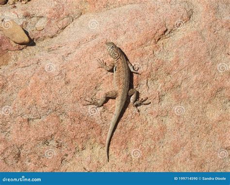 Camo King, Wilde Dieren, Reptielen, Lizards Stock Foto - Image of leven, hagedissen: 199714590 - camouflage of lizard