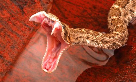 Discover the 42 Snakes in Kansas (5 Are Venomous) - A-Z Animals