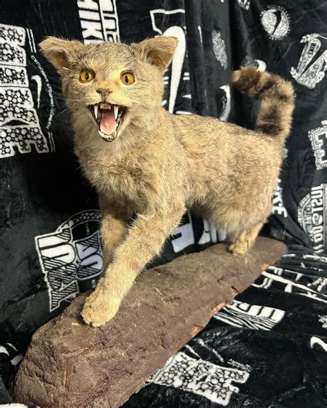 Taxidermy European Wild Cat Mount - Taxidermy and Skulls