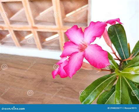 Beautiful Adenium Obesum or Desert Rose Flower Stock Image - Image of indonesia, wallpaper ...