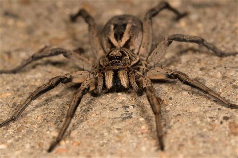 Wolf Spider vs Tarantula: What Are the Differences? - A-Z Animals